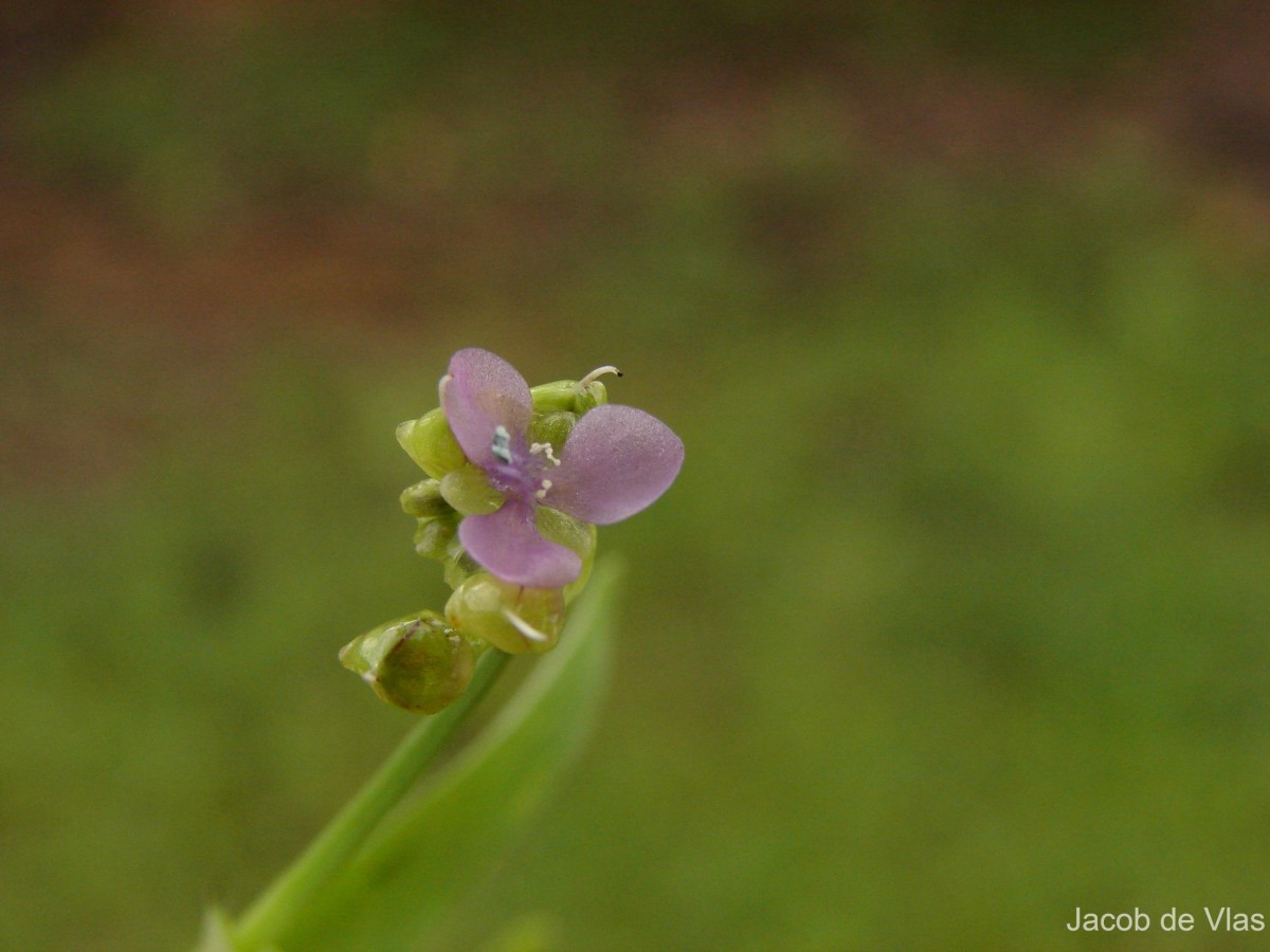 Murdannia nudiflora (L.) Brenan